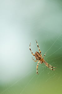 brown barn spider on spiderweb during daytime