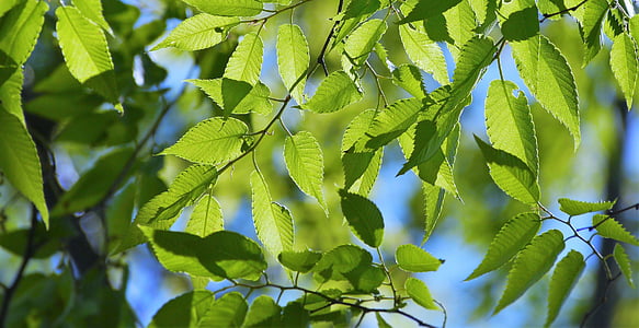 green ovate leaves