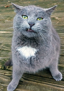 macro photography of gray British Shorthair cat