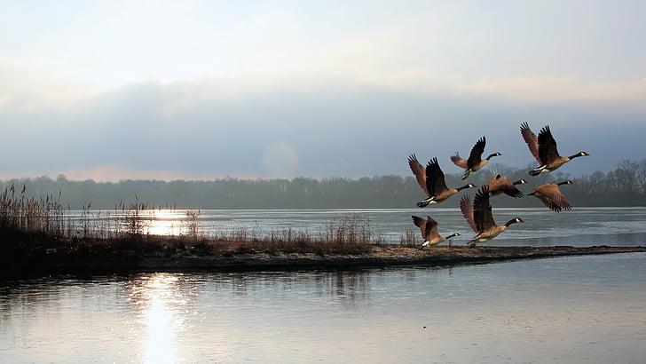 flock of mallard ducks flying above body of water