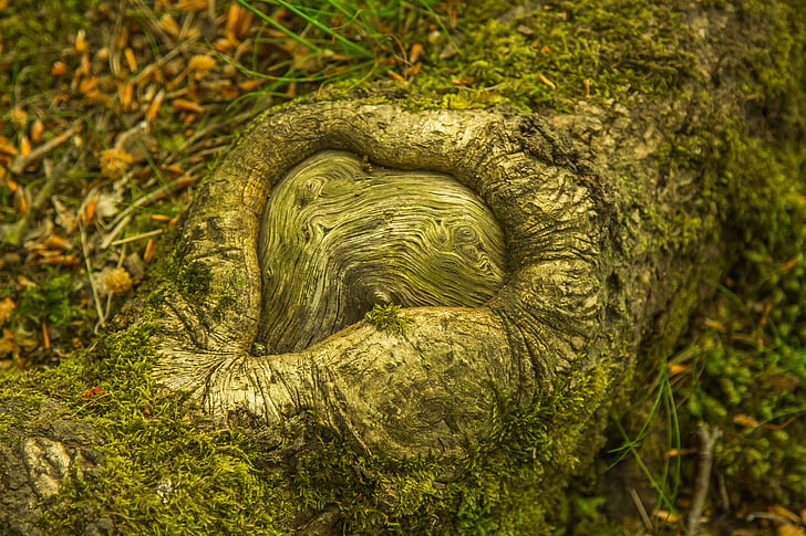 gray tree bark on soil