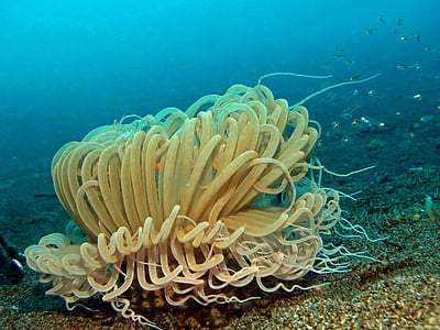 green sea coral