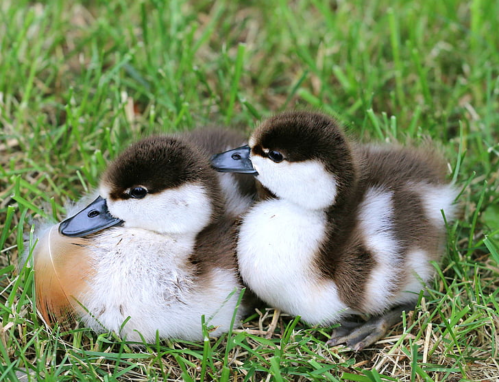 two black and white ducklings on green grass