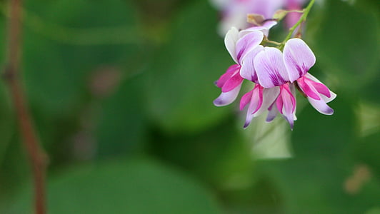 macro photography of purple and pink flowers during daytime