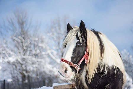 closeup photography of black and white horse