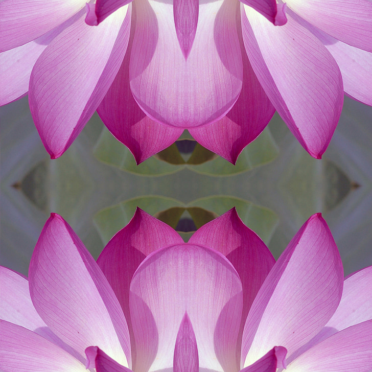 purple petal flower illustration