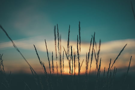 silhoutte photography of grass during golden hour
