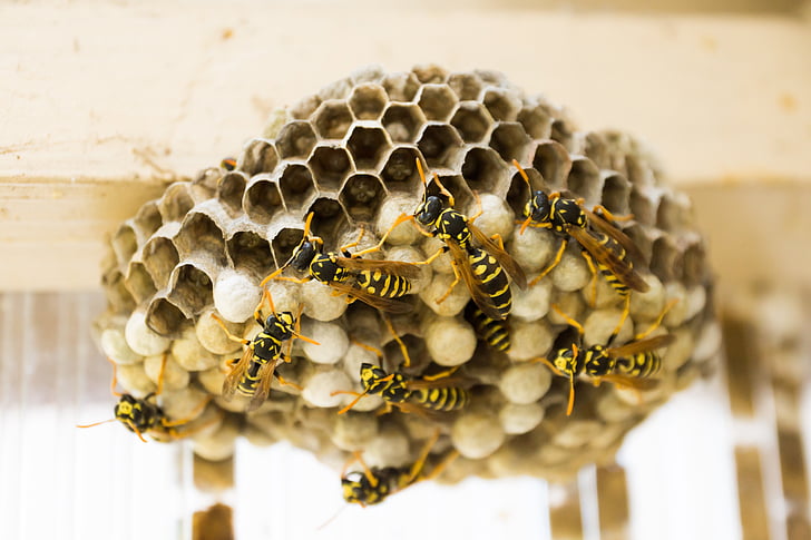 close up photography of bees and bee hive