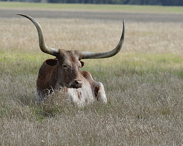 brown bull laying on grass