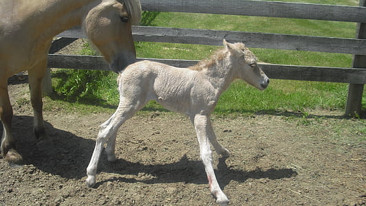 infant white horse near brown adult horse