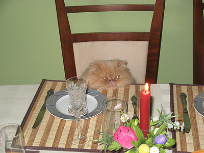 tan Persian cat in front of dining table