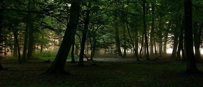 green forest surrounded by fogs