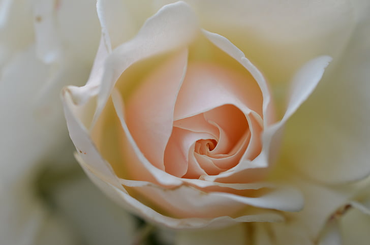 macro photography white and peach petaled flower