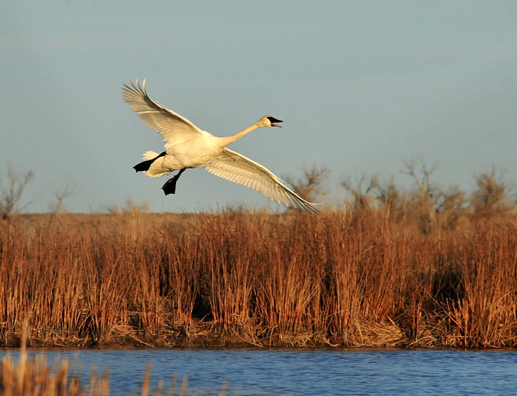 white swan flying over river
