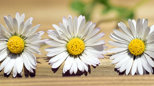 three white daisies