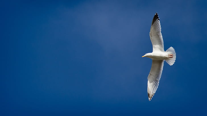 low angle photography of seagull flying under blue sky during daytime