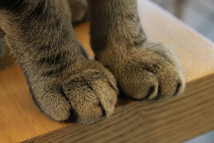 paws, cat, claw, paw, claws, feline