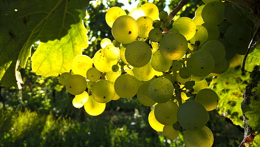 green grape fruit
