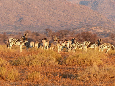 photo of herd of zebra during sunset