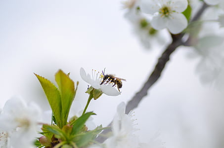 selective focus photo f bee pollinating on white petaled flower at daytime