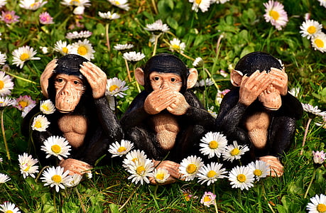 three monkeys sitting on flower field during daytime