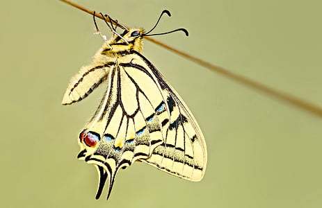 yellow butterfly pearched on stick