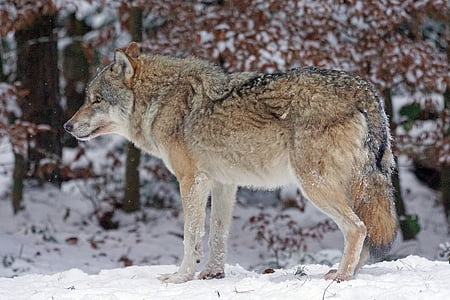 brown and grey wolf during daytime