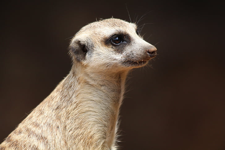 photo of brown meerkat