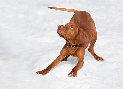 dog, hungarian vizsla, brown, snow, winter, purebred dog