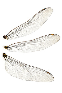 three insect wings