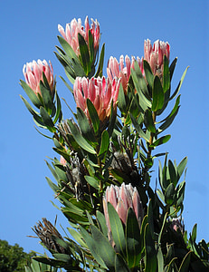 pink flowers plant under blue sky during daytime