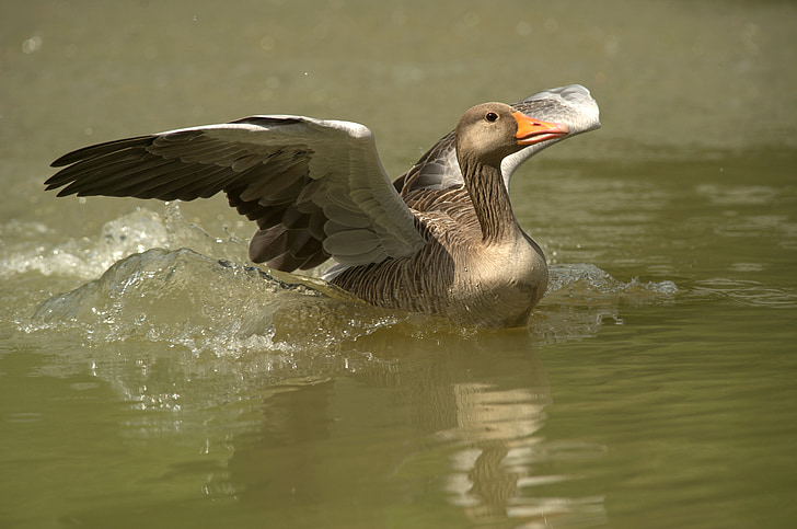 gray domestic goose on water during daytime