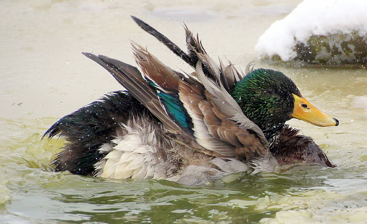 male mallard duck on body of water