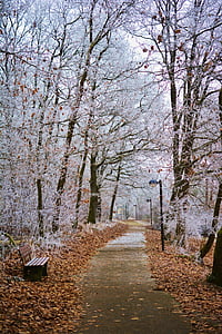 brown wooden bench beside pathway between white leafed trees during daytime