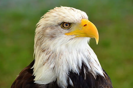 close-up photo of bald eagle