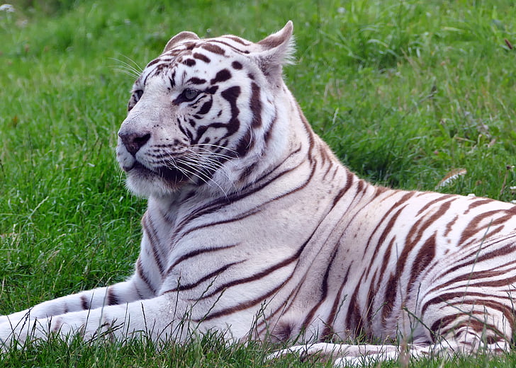 tiger lying on grass field