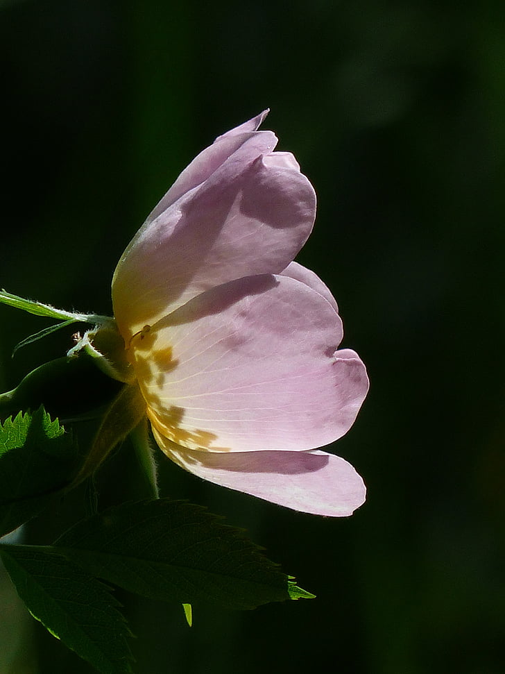 closeup photo of pink and yellow petaled flower