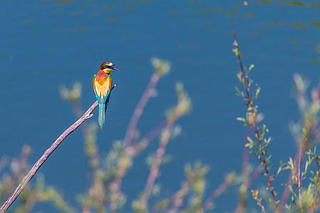 blue, yellow, and red bird standing on brown branch