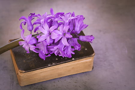 cluster of purple flowers on brown hardbound book