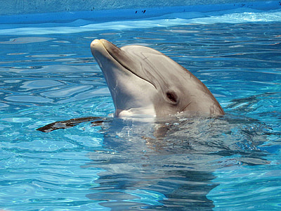 dolphin on body of water at daytime