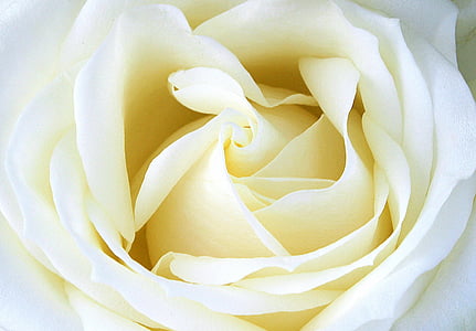 close-up photography of white rose