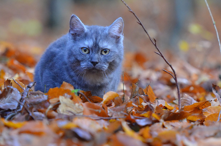 grey cat on withered leaves