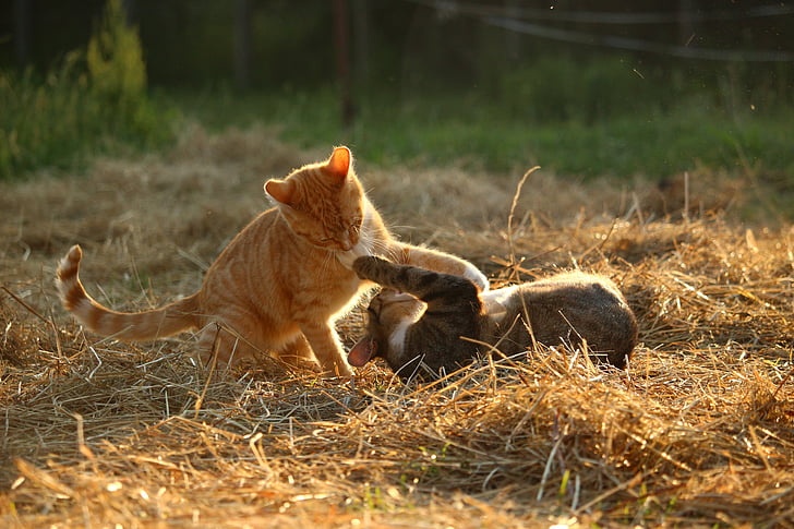 orange and brown tabby cats playing on brown hay