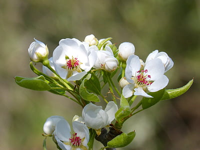 focus photo of white petaled flowers
