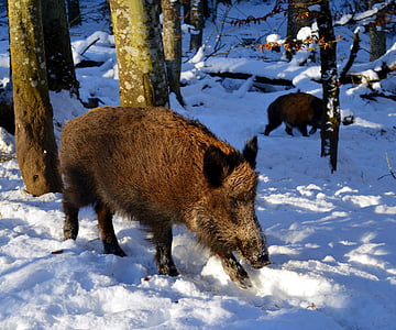wild boar walking on snow under brown trees