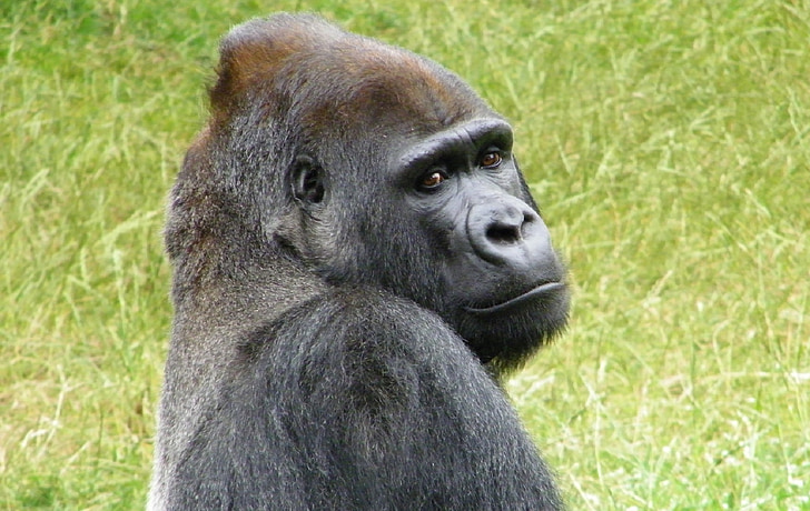 gorilla on green grass