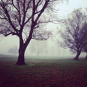 photo of bare trees with fog
