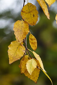 selective focus photography of yellow leaf