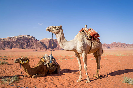 two brown and white camel near brown mountains under blue sky at daytime