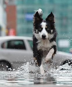 adult white and black border collie running on the street near the white car
